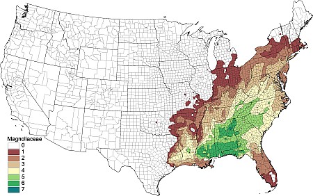 2tax11_Magnoliaceae.png 2tax11_Magnoliaceae.png